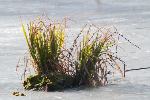 green bush in the ice on the river