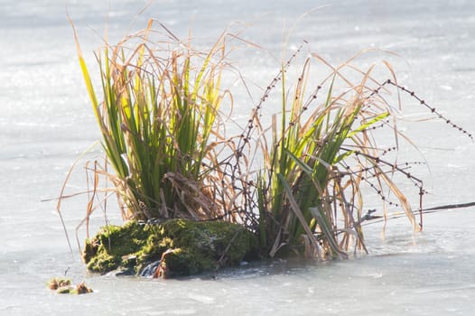 green bush in the ice on the river