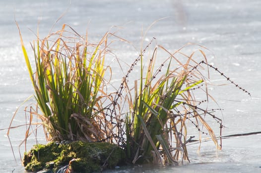 green bush in the ice on the river