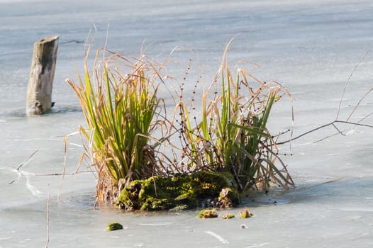 green bush in the ice on the river