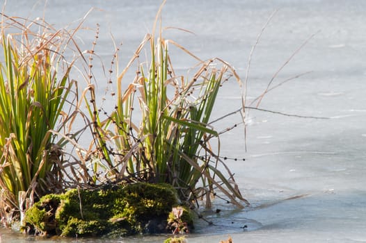 green bush in the ice on the river