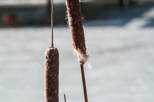 brown cane stalks in the spring ice
