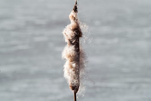 brown cane stalks in the spring ice