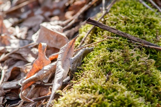 Yellow leaves on the ground and moss in autumn