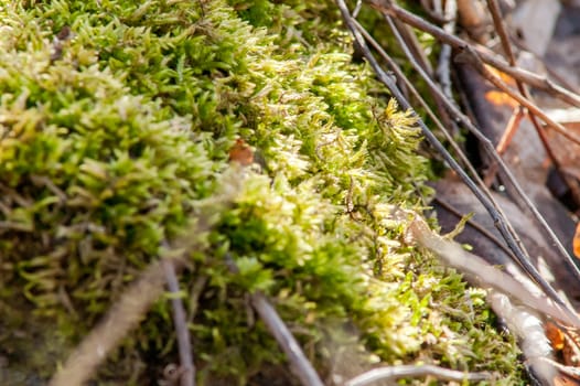 Yellow leaves on the ground and moss in autumn