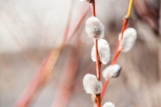 spring full-blown bud willow on a branch