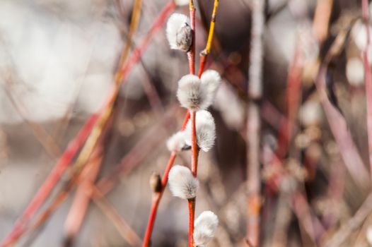 spring full-blown bud willow on a branch