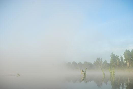 landscape with natural foggy river, nature series