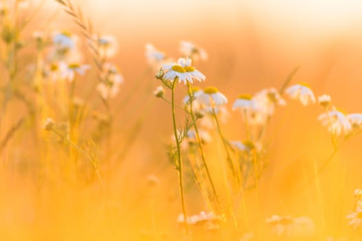 flowers as a colorful background, macro photo, nature series