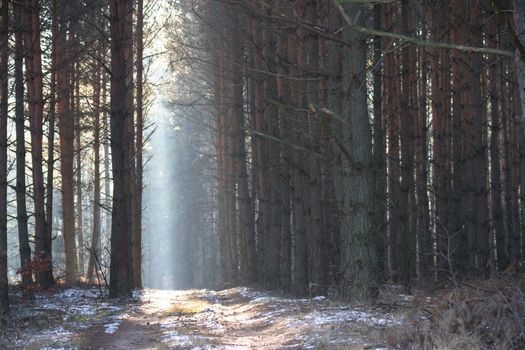 sunlight in the green forest, nature series