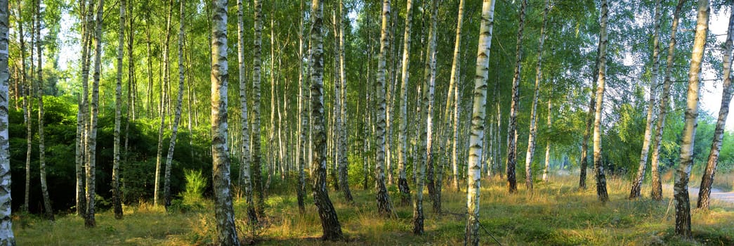 landscape of young grey forest with green trees, nature series