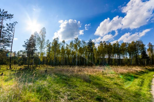 sunlight in the green forest, nature series