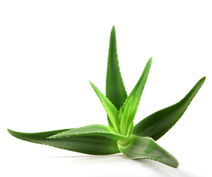 Aloe vera plant isolated on white.