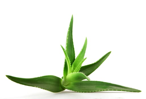 Aloe vera plant isolated on white.