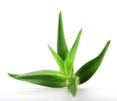 Aloe vera plant isolated on white.