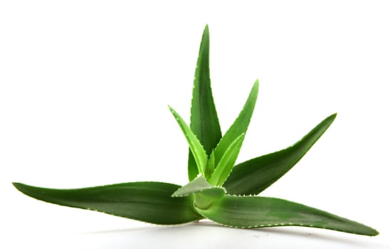 Aloe vera plant isolated on white.