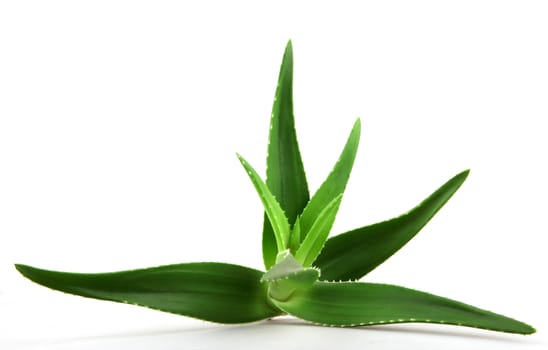 Aloe vera plant isolated on white.