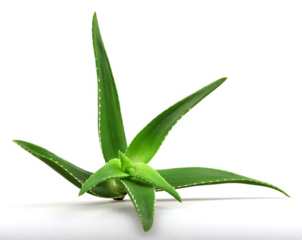 Aloe vera plant isolated on white.