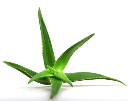 Aloe vera plant isolated on white.