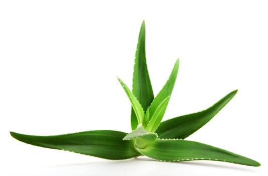 Aloe vera plant isolated on white.