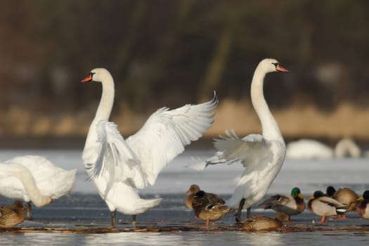 swan on blue lake water in sunny day, swans on pond, nature series