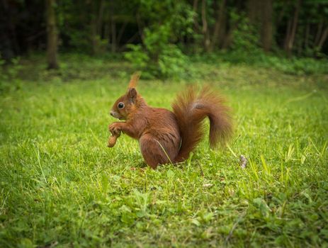 A Red Squirrel In A Park With A Peanut