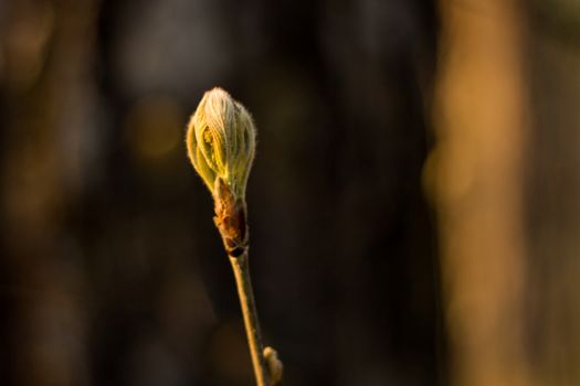 Buds on a tree at the spring time