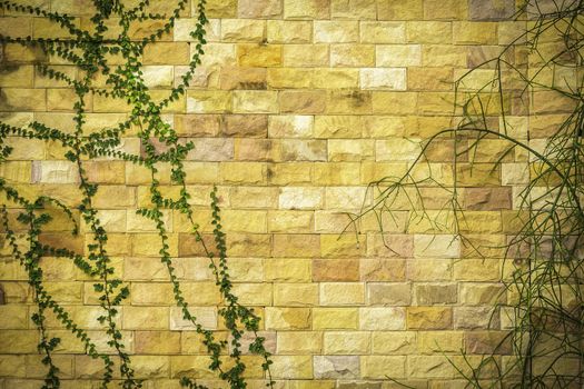 Closeup green plants on rock wall background