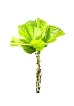 Livistona retundifolia palm tree isolated on white