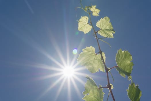 Grape vine growing against blue sky and sun flare high in sky