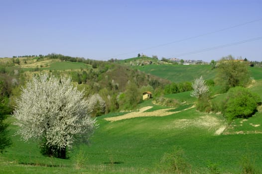 This file represents a Langhe landscape with cherries trees in bloom.