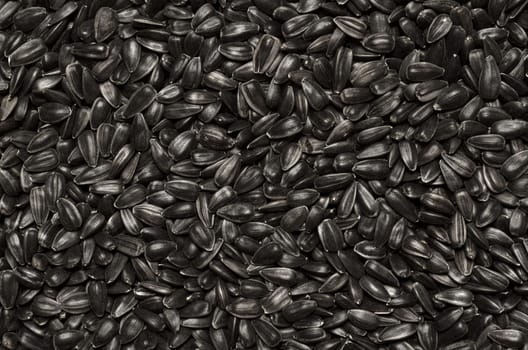 Textured background from selected sunflower seeds,sprinkled on the layer on the surface