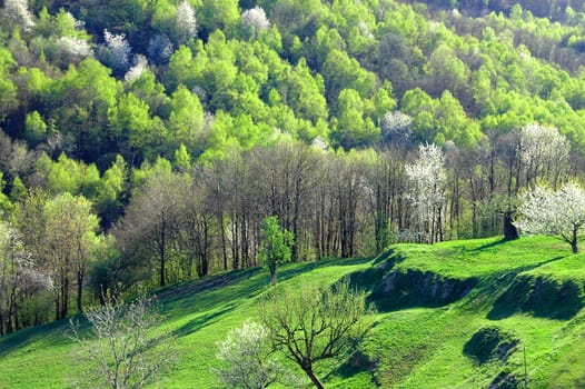 This file represents a Langhe landscape with cherries trees in bloom.