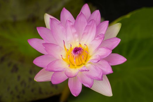 beautiful pink waterlily with background of green leaf.