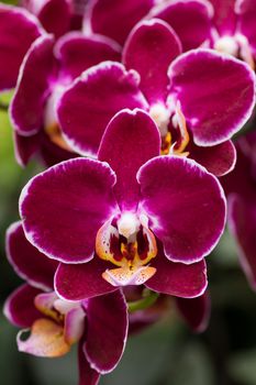 Closeup purple butterfly orchids in the garden.