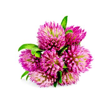 Bouquet of pink clover with green leaves isolated on white background