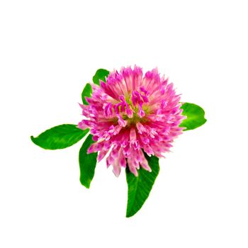 One pink clover flower with green leaves isolated on white background
