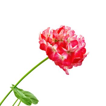 Inflorescence red and white geranium with green leaves isolated on white background