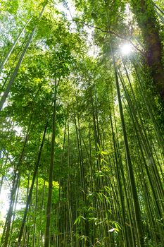 Bamboo forest