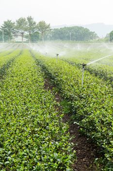 Watering with sprinkler of green tea farm in TaiTung, TaiWan