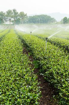 Tea Plantations