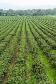 Tea plantation