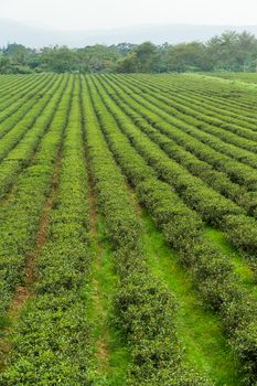 Tea plantation in Tai Tung, TaiWan