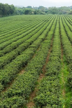 Tea farm on mountain