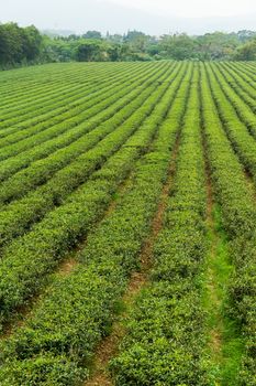 Green tea meadow