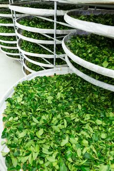 Fermentation tray of tea