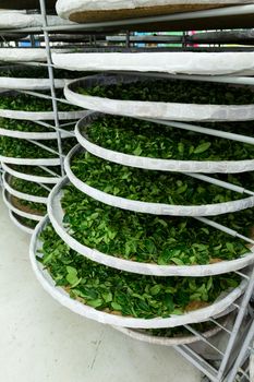 Fermentation racks of tea in factory