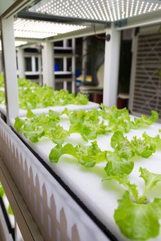 Small plants growing in Hydroponic culture