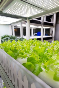 Cultivation hydroponics green vegetable in farm