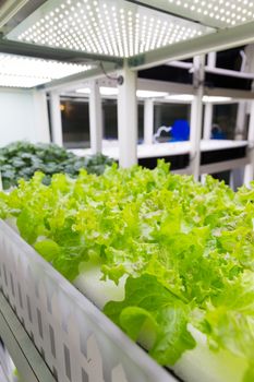 Organic hydroponic vegetable indoor